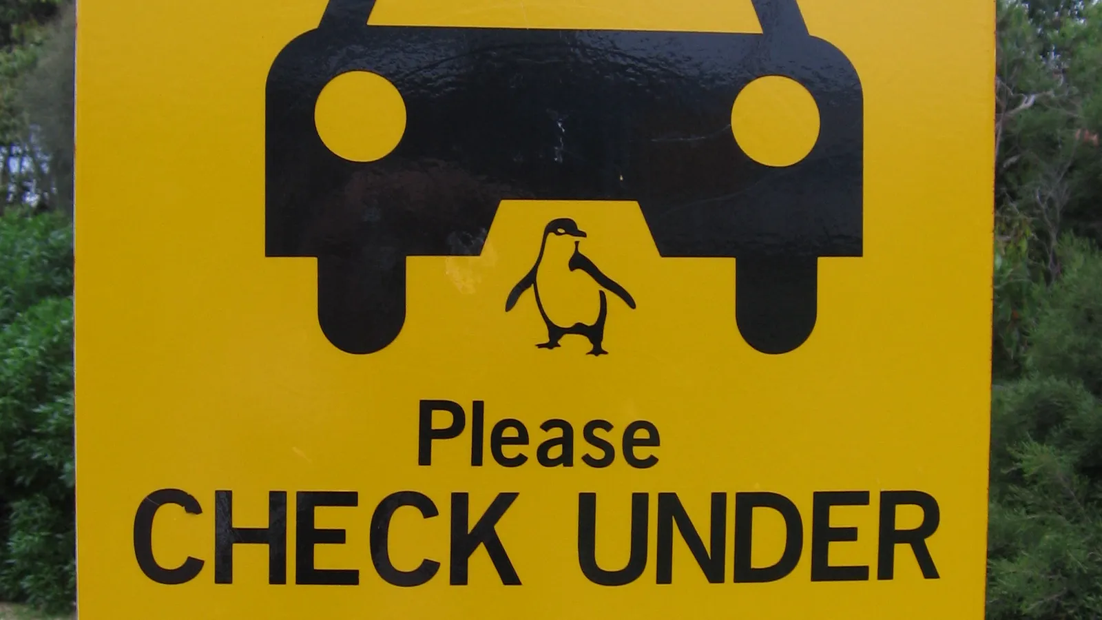 phillip island tour — detail